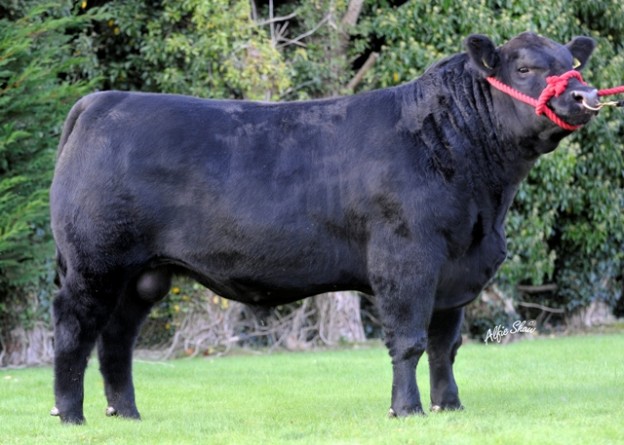 Fully Tested Aberdeen Angus Bulls - ICBF