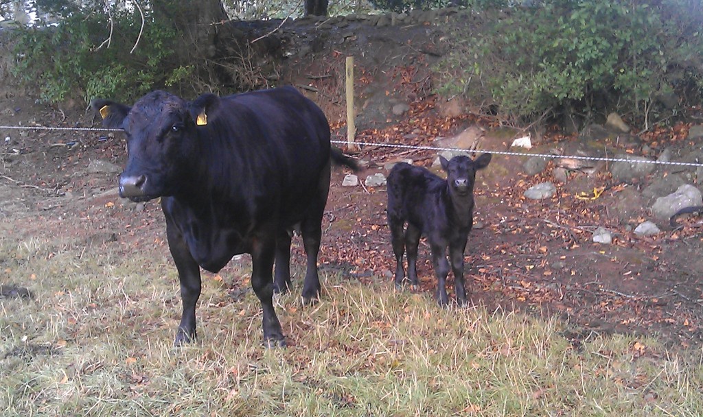 Gene Ireland Bull Breeder of the week - Jim Shanahan, Ashtown ...