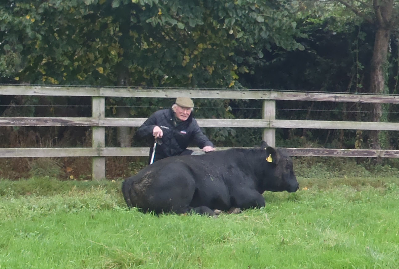 Gene Ireland Bull Breeder of the week - Jim Shanahan, Ashtown ...