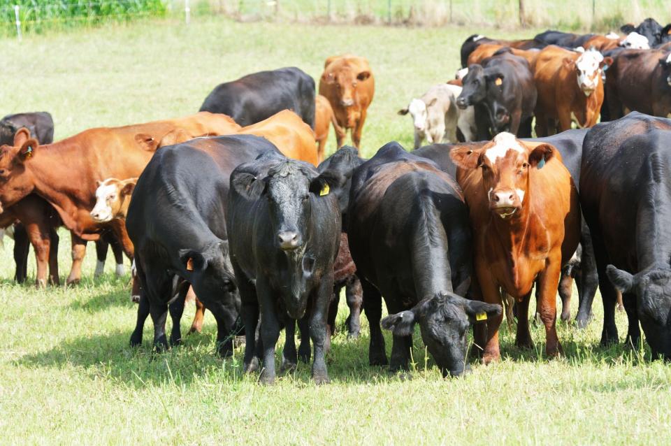 Beef Output Reports Arriving on Farms - ICBF