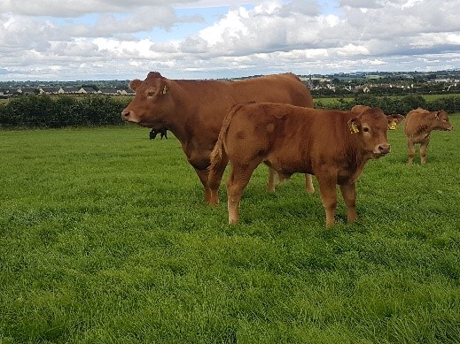 French females laid the foundation for Co. Laois Limousin herd - ICBF