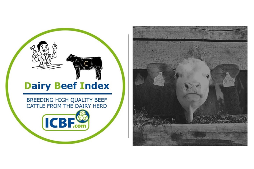 Read more about the article What is the Dairy Beef Index(DBI)?