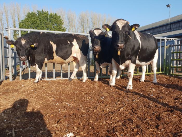 Read more about the article Dairy bred bulls average 1.70 kgs/day and kill out 52% at Tully