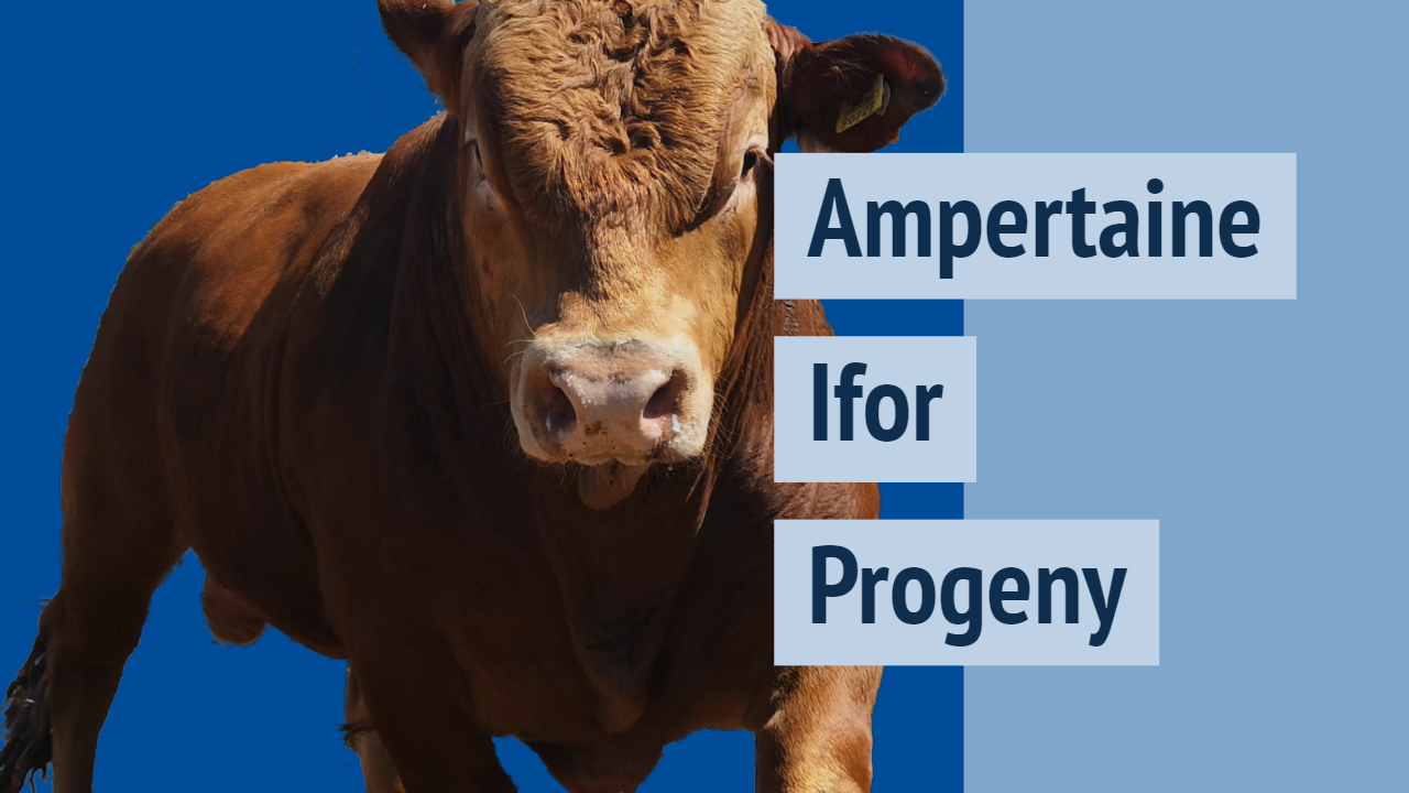 Read more about the article Video – Ampertaine Ifor (LM4063) Progeny