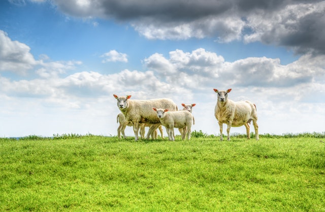 Read more about the article Sheep Ireland Business Analyst Vacancy