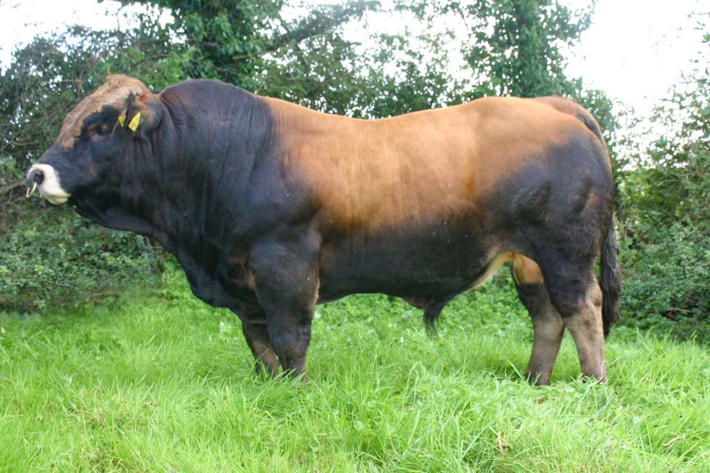 Fully Tested Aubrac Bulls - ICBF