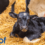 Are you in NGP? Here are some things to consider in advance of the 2025 Calving Season