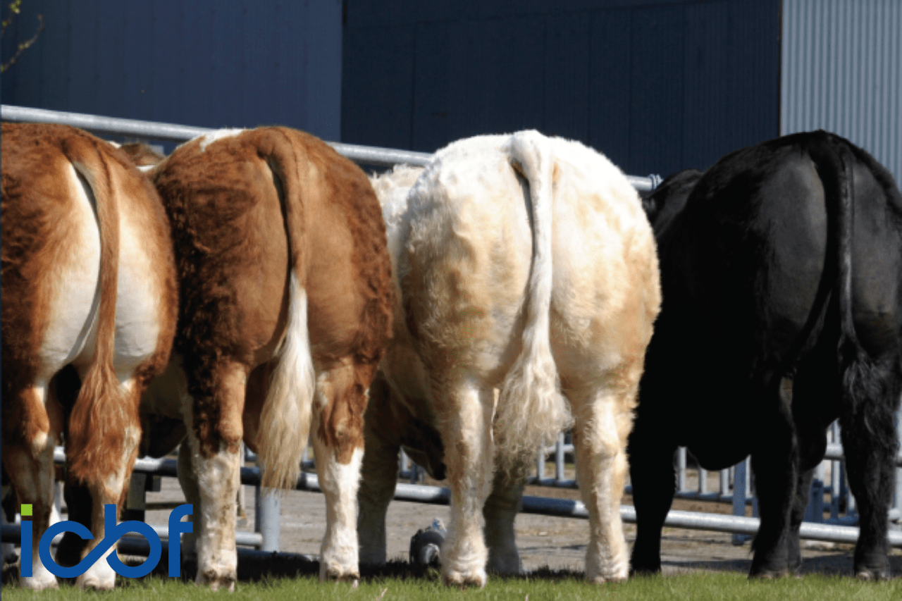 Beef Gene Ireland Launch Spring 2024 ICBF   Webpost Cover Images 4 