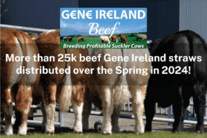 More than 25k beef Gene Ireland straws distributed over the Spring in 2024!
