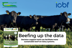 Read more about the article Decision-support tools can facilitate more sustainable beef-on-dairy systems.