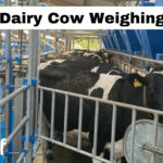 Dairy Cow Weighing Project 2024