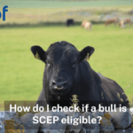 How do I check if a bull is SCEP eligible?
