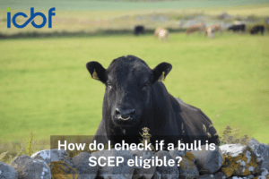 How do I check if a bull is SCEP eligible?