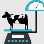 NEW Dairy Cow Weighing Profile on HerdPlus