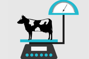Read more about the article NEW Dairy Cow Weighing Profile on HerdPlus