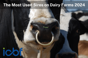 Read more about the article The Most Used Sires on Dairy Farms 2024     