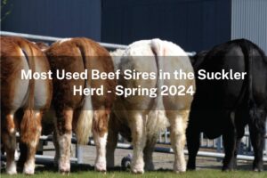 Read more about the article The Most Used Beef Sires in the Suckler Herd this Spring