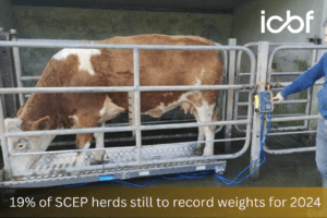 Read more about the article 19% of SCEP herds still to record weights for 2024