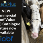 NEW Commercial Beef Value (CBV) Catalogue feature now available