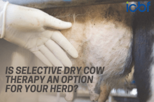 Read more about the article Make Selective Dry Cow Therapy A Common Practice In Your Herd