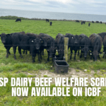 CSP Dairy Beef Welfare Screen Now Available on ICBF