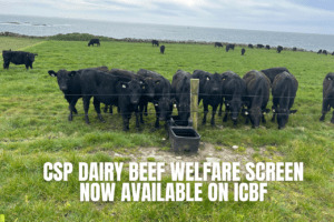 Read more about the article CSP Dairy Beef Welfare Screen Now Available on ICBF