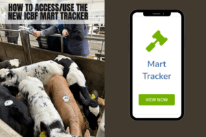 Read more about the article How to use the new ICBF Mart Tracker