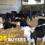 ICBF Calf Buyer Information Evenings