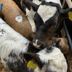 Purchasing calves this Spring? Here’s all you need to know about the Commercial Beef Value (CBV)