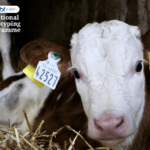 NGP: How to Register calves on Agfood.ie