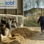 Agriland Commercial Beef Value Series: Optimising your calf purchase plan