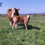 Replacement Index Delivering on Weaning and Carcass