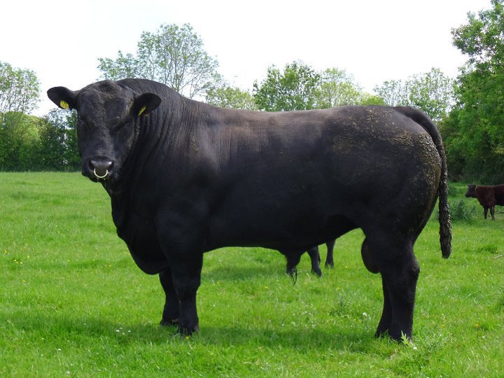 Angus Bull Breeder to hold first fully stamped sale! - ICBF