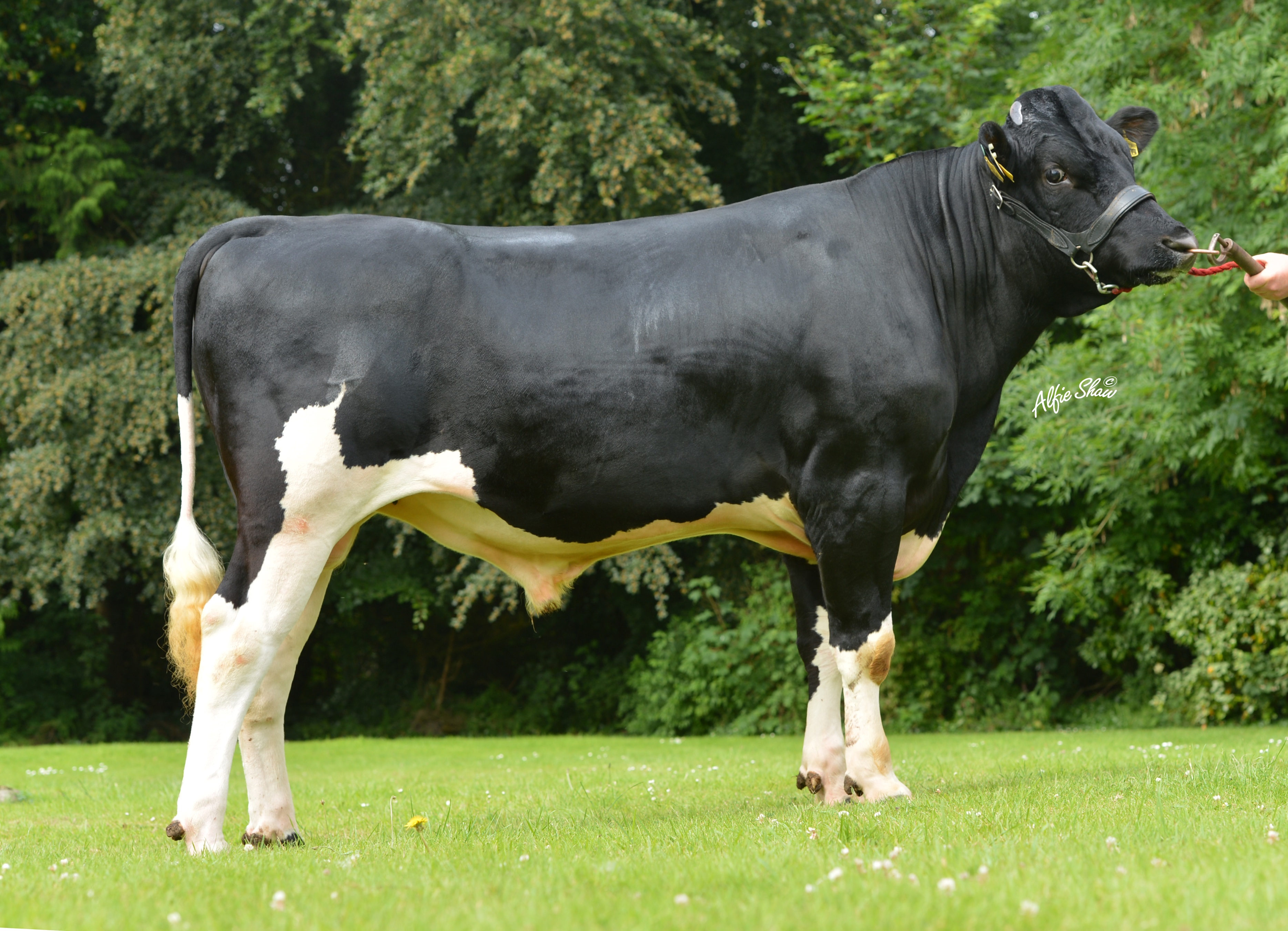 dairy-active-bull-list-spring-2015-icbf