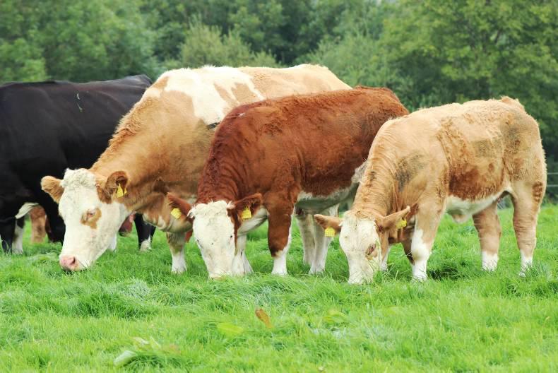5 Star Cows Deliver on BETTER Farms - ICBF